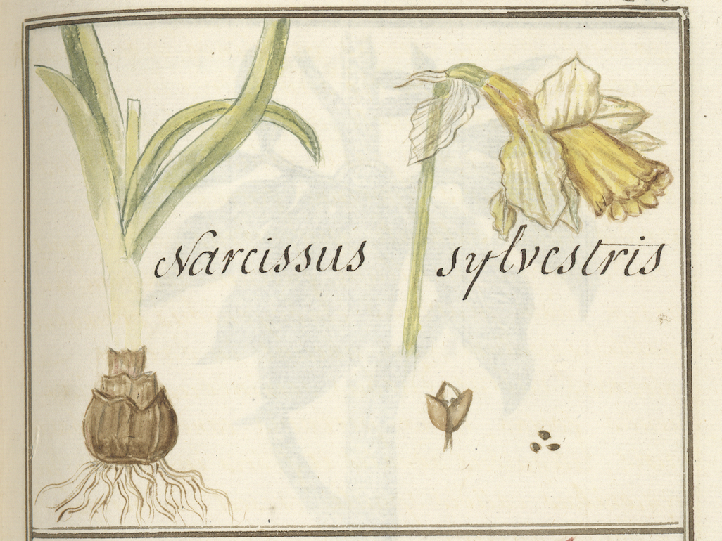 Narcisse sylvestre