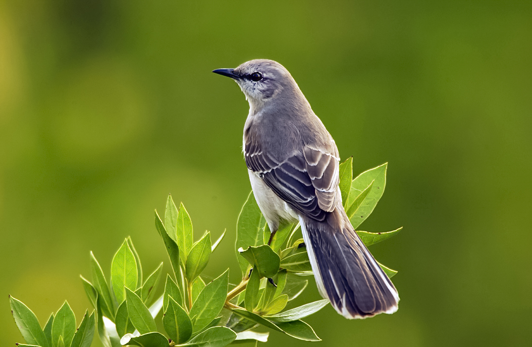 Un mockingbird ou oiseau moqueur