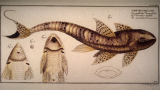 Planche illustrée tirée de l’ouvrage Icthyologie ou histoire naturelle générale et particulière des poissons, Berlin, 1795-1797. Source : Gallica.
