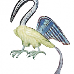 albacaecus